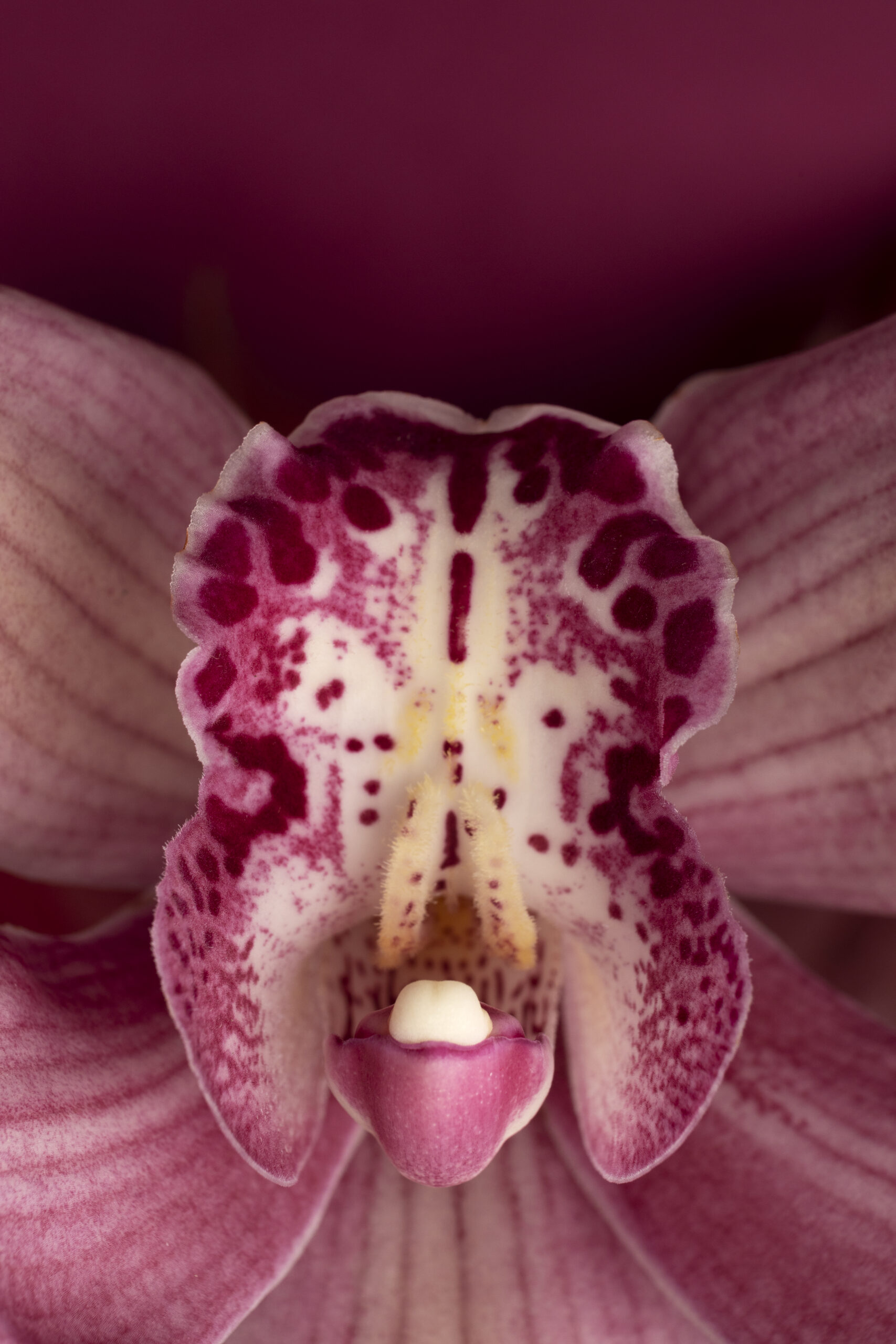 Wunderschöne Orchidee wie eine heilige Yoni am erblühen