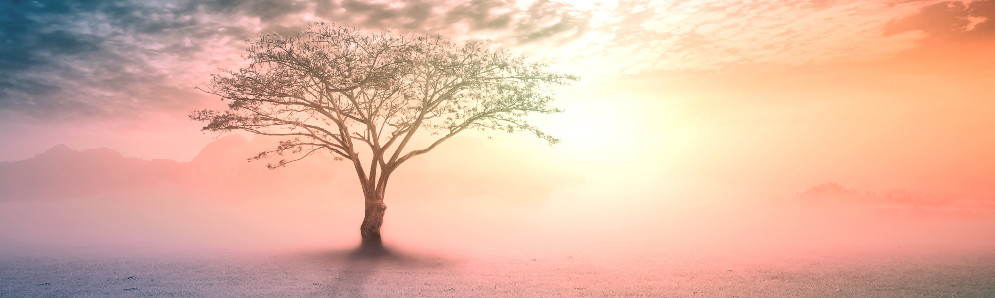 Ahnenheilung Mutterwunde Vaterwunde heilen Healing the Roots Nadine Bose Coaching & Healing